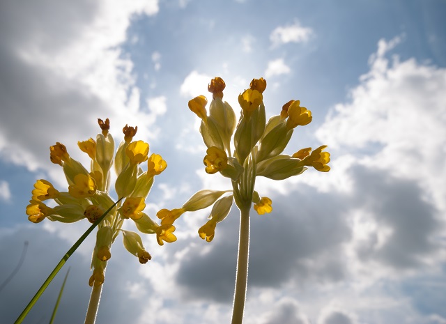 Wild cowslips taken with wide angle lense Lisa Cox Garden Designs