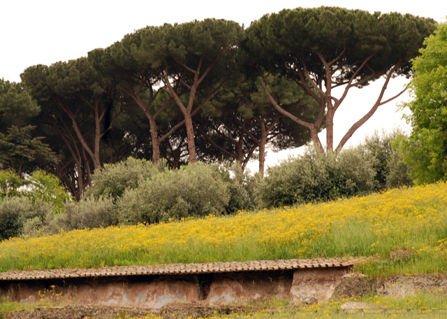 Pine trees outside Colosseum in Rome by Lisa Cox