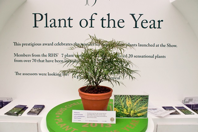 RHS-Chelsea-Flower-Show-Plant-of-the-Year-2013-Mahonia-eurybracteata-subso-ganpinensis-Soft-Caress-Flowerona-2