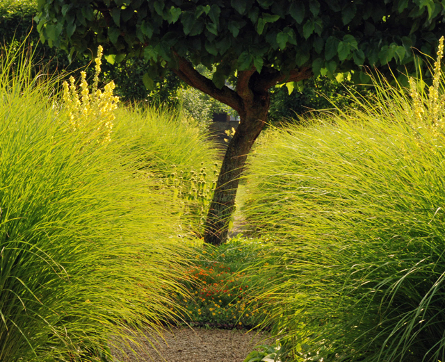 Miscanthus zebrinus in Flower Garden at Loseley Lisa Cox Designs