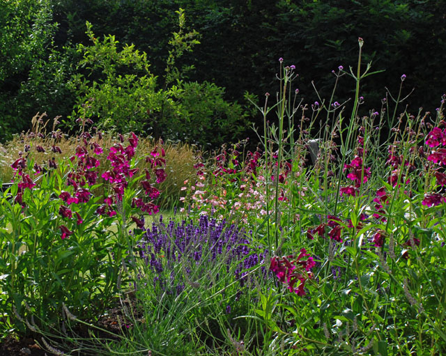 Planting Oxshott Lisa Cox Garden Designs