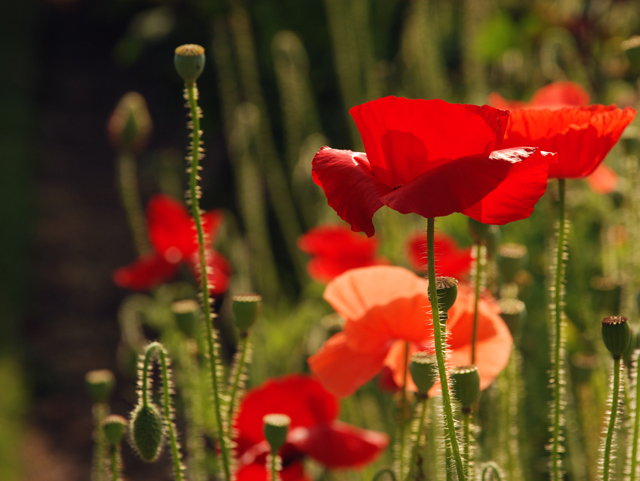 Red poppies at Loseley Park Garden Lisa Cox Designs