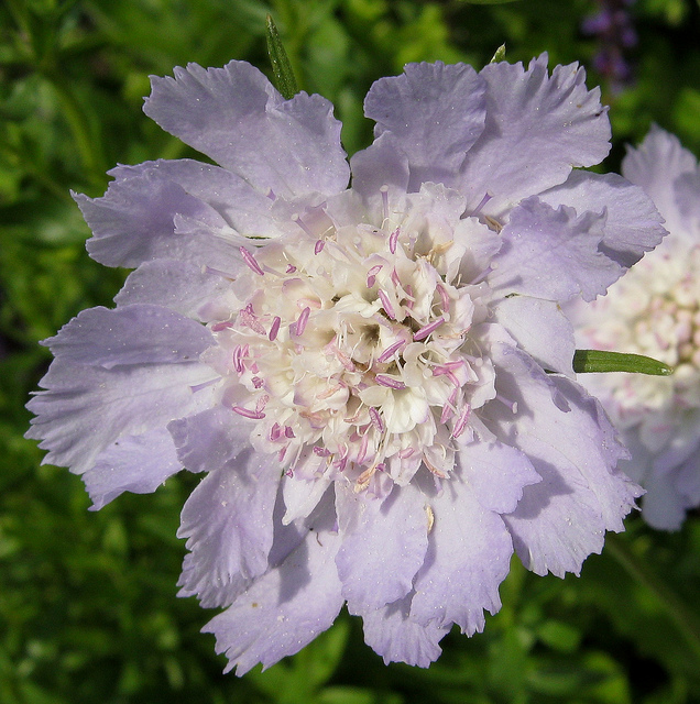 Scabiosa caucasia by dnnya17 on Flickr