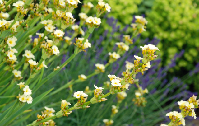 Sisyrinchium striatum & Lavander - Leatherhead front garden by Lisa Cox