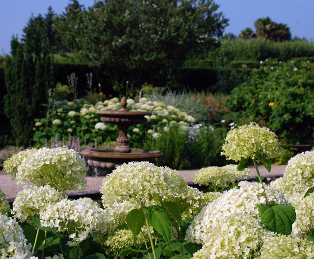 Hydrangea arborescens Annabelle | Lisa Cox Garden Designs Blog on White Garden Design
 id=39086