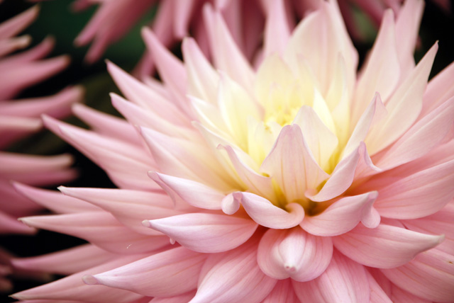 Dahlia Vals Candy at RHS Wisley Flower Show 2013 Lisa Cox