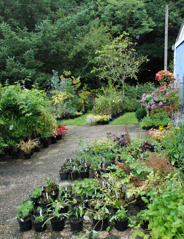 Forton Nursery Lisa Cox Garden Designs