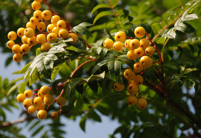 Sorbus Joseph Rock Lisa Cox Garden Designs