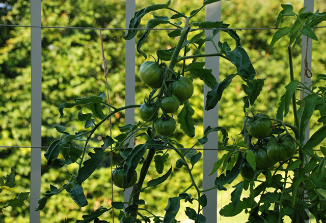 Tomatoes growing in Alitex Greenhouse