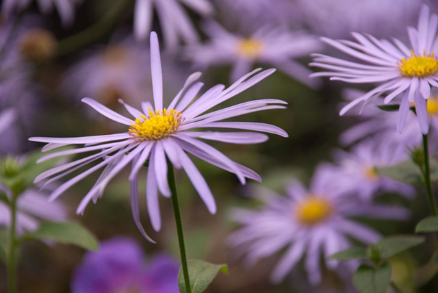 Aster frikartii Monch in October Lisa Cox Garden Designs