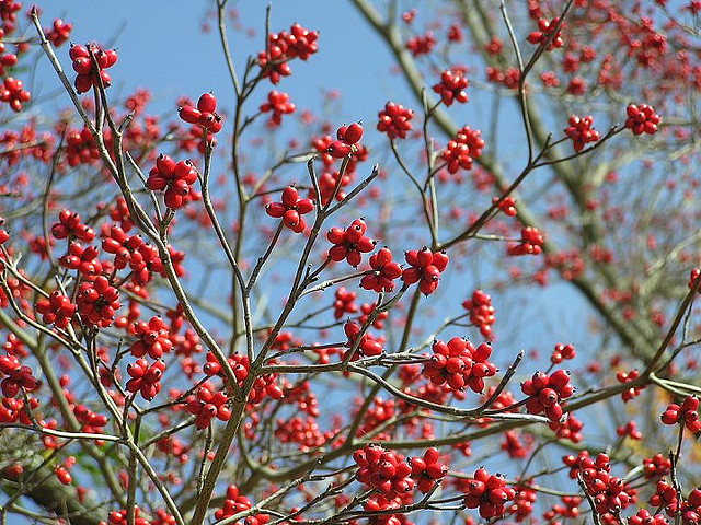 Cornus florida berries Flickr image by lindley ashline