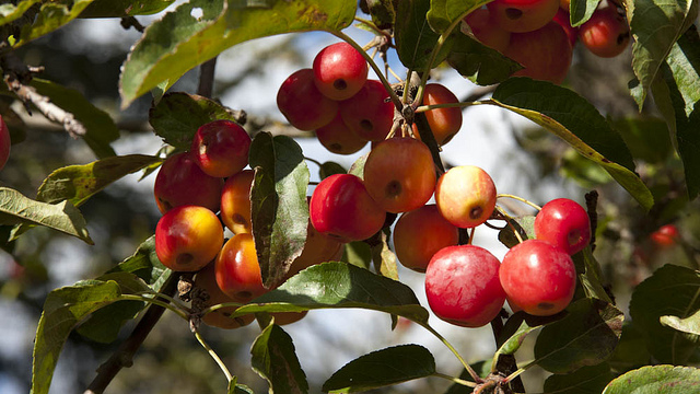 Malus Crittenden berries Flickr image by Kew Gardens