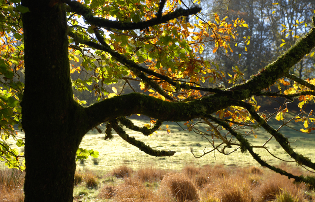 Autumn colours in Wales Lisa Cox Garden Designs