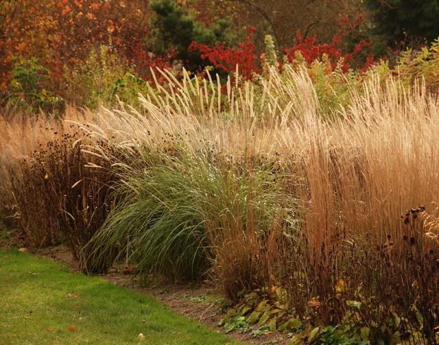 Autumn grasses at RHS Garden Wisley Lisa Cox Designs