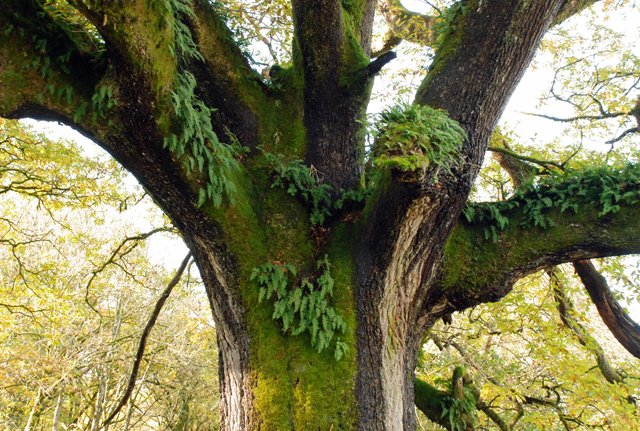 Ferns in an oak tree Lisa Cox Garden Designs