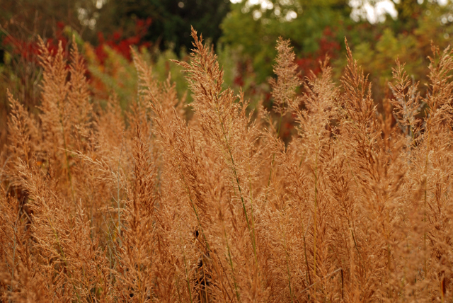 Golden grasses at RHS Garden Wisley Lisa Cox Designs