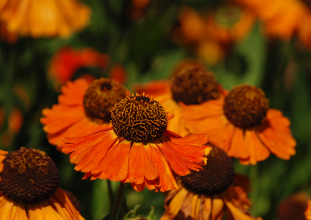 Heleniums at Hampton Court Palace Lisa Cox Garden Designs