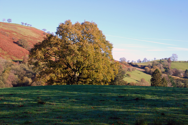 Oak tree in Welsh hills Lisa Cox Garden Designs