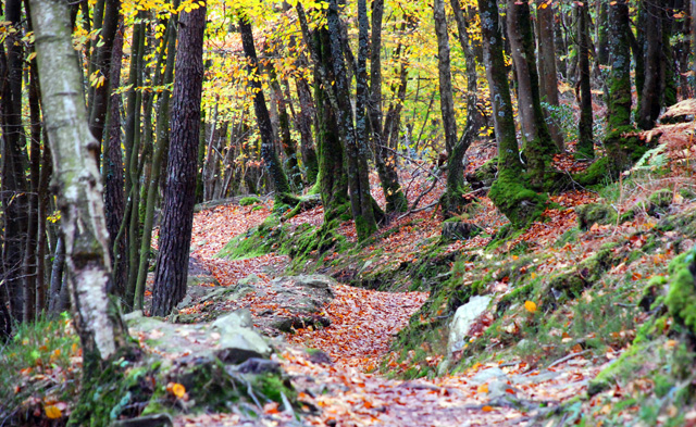 Woodland walk around Lac de Guerledan Lisa Cox Garden Designs