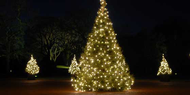 Waddesdon Manor Christmas trees