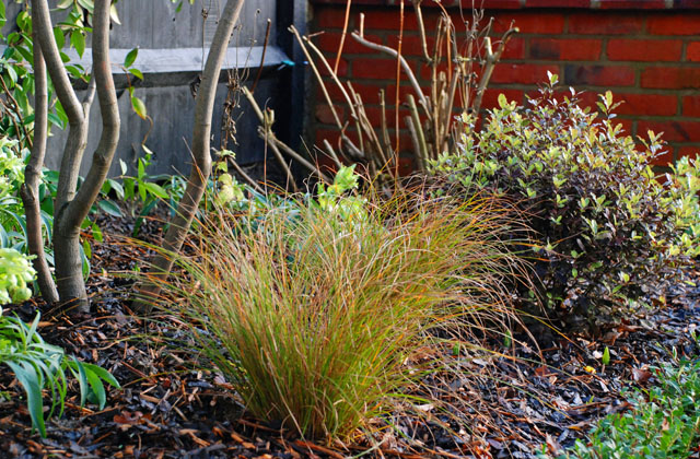 Planting in North London front garden Lisa Cox Designs