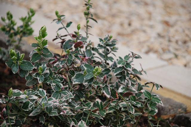 Euonymus Emerald Gaiety Lisa Cox Garden Designs