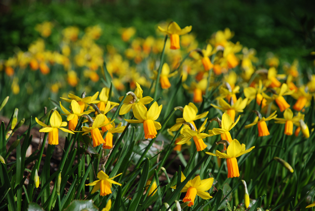 Golden narcissus at RHS Garden Wisley Lisa Cox