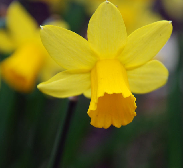 Narcissus Tete-a-Tete Lisa Cox Garden designs