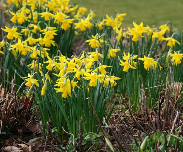Narcissus at RHS Wisley by Lisa Cox