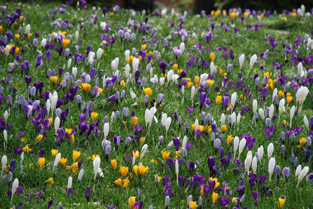 Image result for uk first crocus bulbs