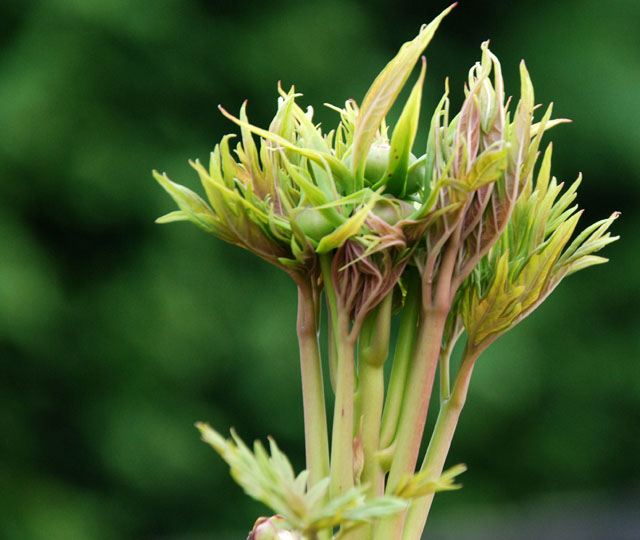 Tree peony emerging Lisa Cox Garden Designs