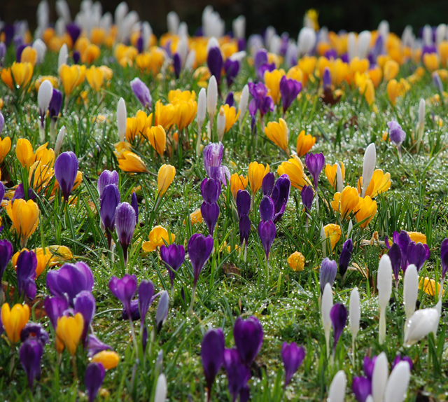 crocus at RHS Wisley Garden Lisa Cox Designs