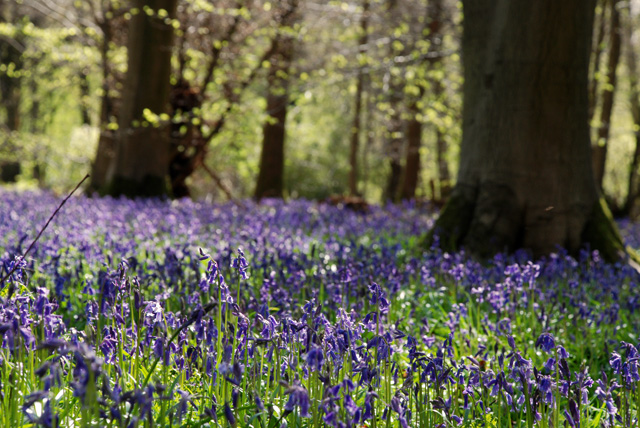 Bluebells in White Down Surrey Lisa Cox Garden Designs