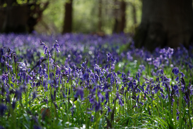 English bluebell wood Lisa Cox Garden Designs