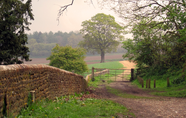 Majestic oak tree in Surrey hills Lisa Cox Garden Designs