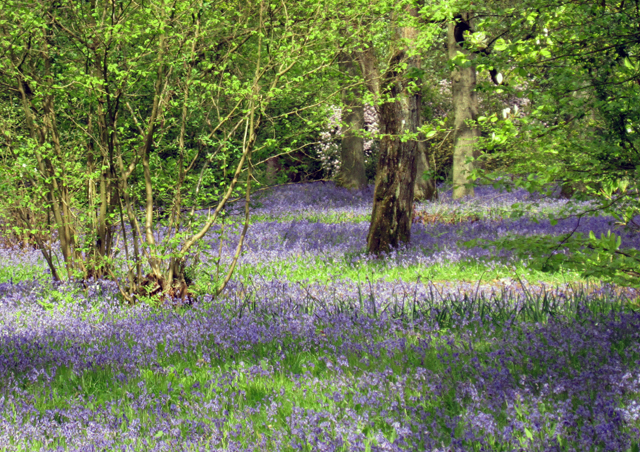 Winkworth Arboretum in April Lisa Cox Garden Designs