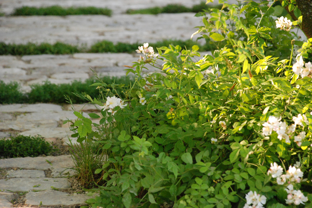 Cobble paving in No Mans Land Garden RHS Chelsea Lisa Cox Designs