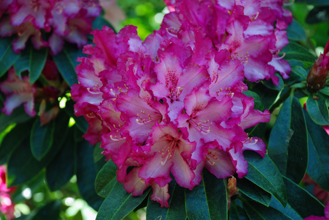 Hot pink rhododendron at RHS Wisley Lisa Cox Garden Designs
