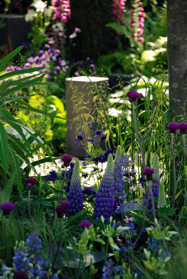 Lupins in Help for Heroes garden RHS Chelsea 2014 Lisa Cox