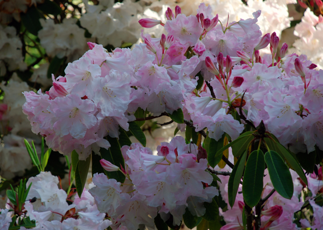 Pale pink rhododendron at RHS Wisley Lisa Cox Garden Designs