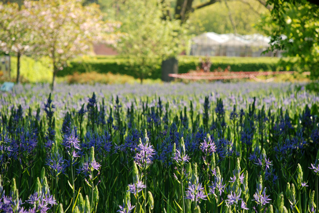 Spring bulbs in the Rose Garden at RHS Wisley Lisa Cox Designs