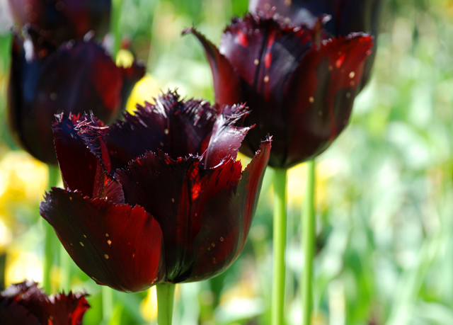 Tulipa Vincent Van Gough Lisa Cox Garden Designs