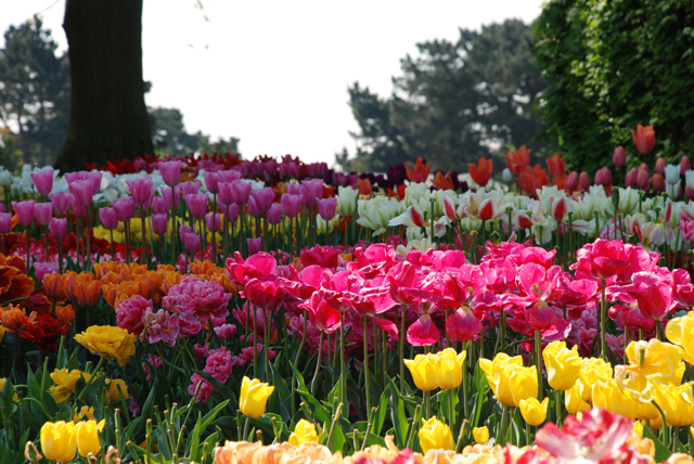 Tulips en masse at RHS Wisley Lisa Cox Garden Designs