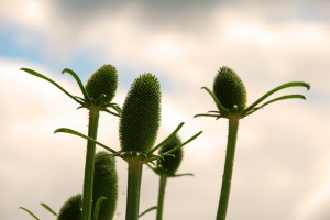 Loseley Park Garden Part 1 - From Gertrude Jekyll to The Flower Garden