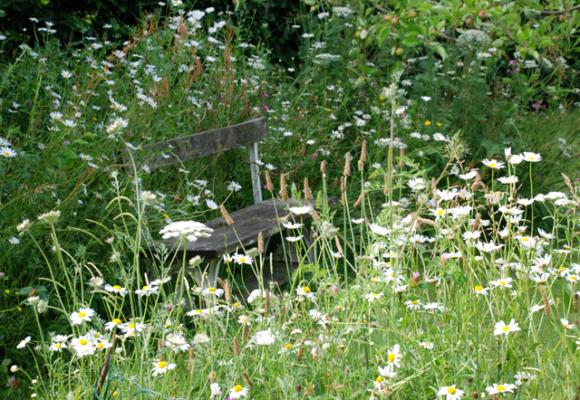 Bench in wildflower meadow Lisa Cox Garden Designs