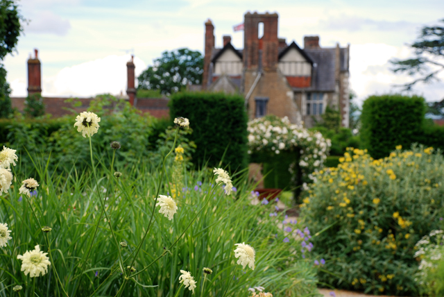 Cephalaria gigantea Lisa Cox Garden Designs Loseley Park