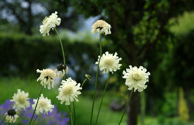 Cephalaria gigantea at Loseley Park Lisa Cox Garden Designs