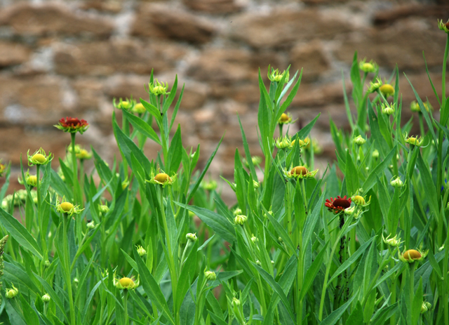 Helenium emerging Loseley Park Lisa Cox Designs