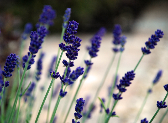 Lavandula angustifolia Hidcote Lisa Cox Garden Designs