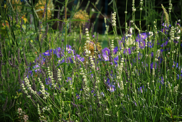 Lavender & geraniums Lisa Cox Garden Designs